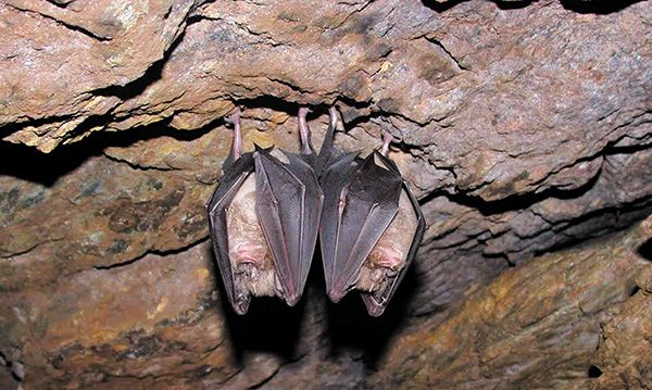Patrimoine naturel préservé en bordure du Loir-et-Cher 2 freteval-chauve-souris
