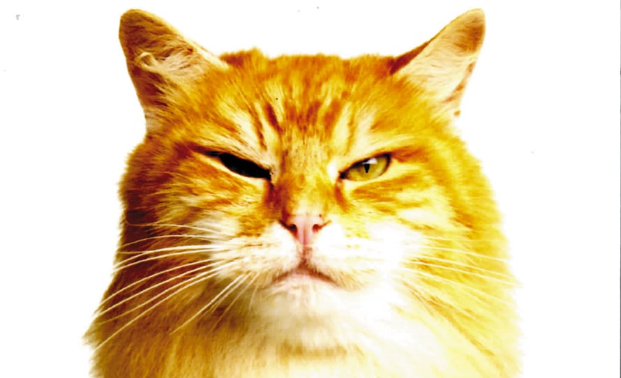 Mon chat a mauvais caractère | Le Petit Vendomois